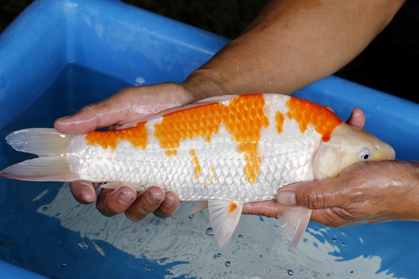 22-紅白-35cm-母-2019年產-3000起標-(超越-2019元大拍賣)-2.jpg