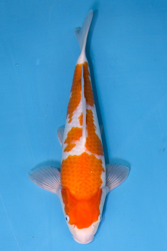 30-紅白-34cm-不明-2019年產-5000起標-(超越-2019元大拍賣)-1.jpg