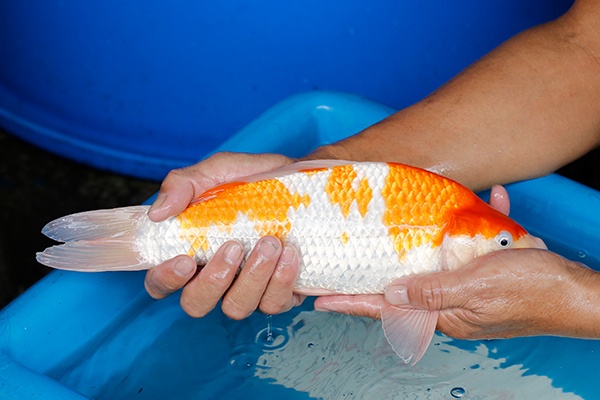 30-紅白-34cm-不明-2019年產-5000起標-(超越-2019元大拍賣)-3.jpg