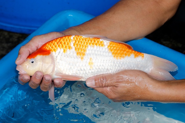 30-紅白-34cm-不明-2019年產-5000起標-(超越-2019元大拍賣)-2.jpg