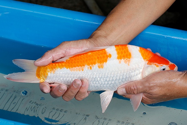 41-紅白-34cm-母-2019年產-3000起標-(超越-2019元大拍賣)-3.jpg