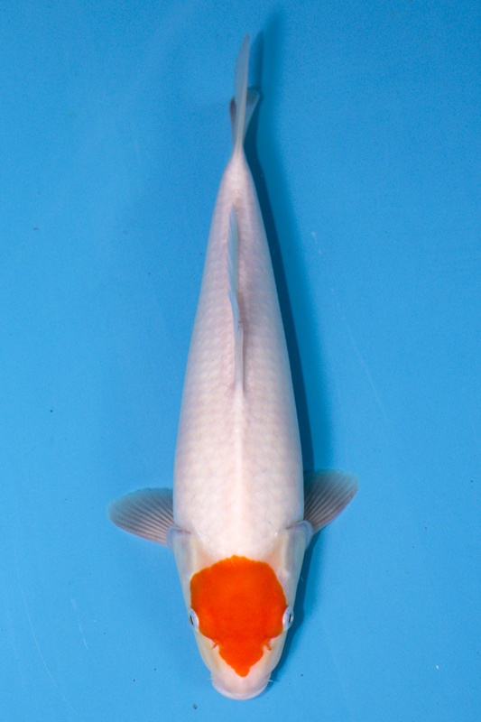 28-丹頂-33cm-母-2019年產-3000起標-(超越-2019元大拍賣)-1.jpg