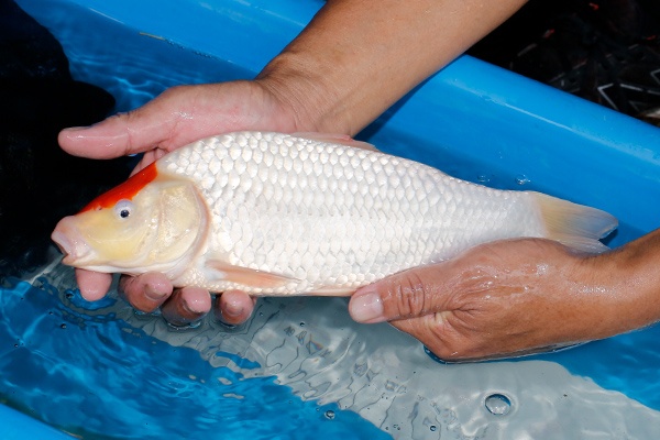 28-丹頂-33cm-母-2019年產-3000起標-(超越-2019元大拍賣)-2.jpg