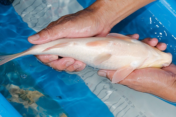 28-丹頂-33cm-母-2019年產-3000起標-(超越-2019元大拍賣)-4.jpg