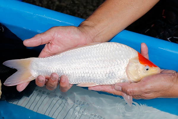 28-丹頂-33cm-母-2019年產-3000起標-(超越-2019元大拍賣)-3.jpg