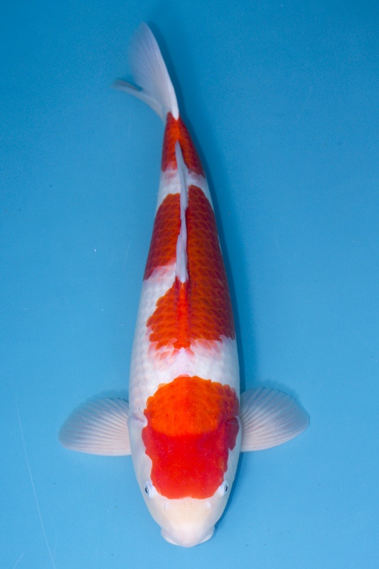 07-紅白(大日產)-62cm-母-2017產-3000起標-(2019聯拍-鴻國)-01.jpg