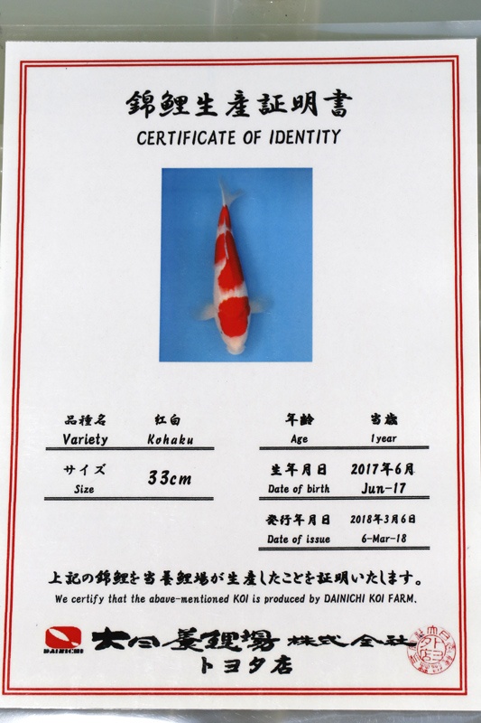 07-紅白(大日產)-62cm-母-2017產-3000起標-(2019聯拍-鴻國)-02.jpg