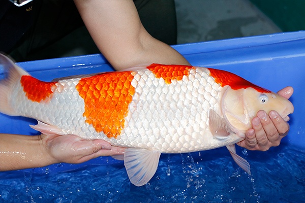 07-紅白(大日產)-62cm-母-2017產-3000起標-(2019聯拍-鴻國)-03.jpg
