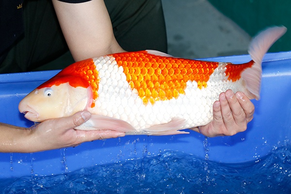 07-紅白(大日產)-62cm-母-2017產-3000起標-(2019聯拍-鴻國)-04.jpg