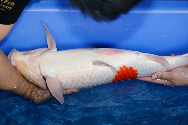 07-紅白(大日產)-62cm-母-2017產-3000起標-(2019聯拍-鴻國)-05.jpg