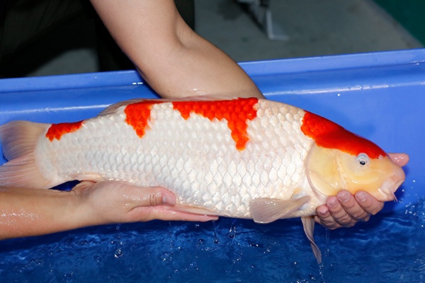 12-紅白-54cm-公--2017產-3000起標-(2019聯拍-鴻國)-02.jpg