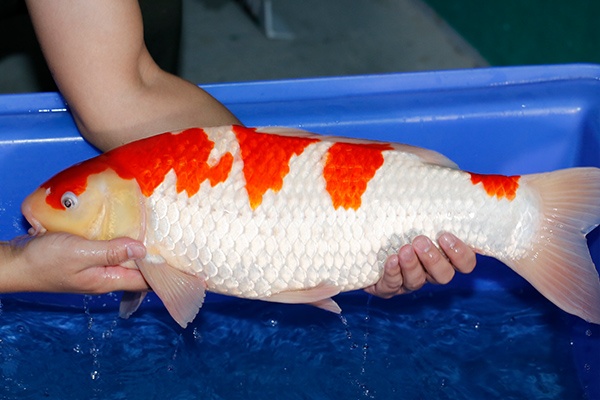 12-紅白-54cm-公--2017產-3000起標-(2019聯拍-鴻國)-03.jpg