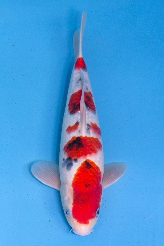 29-大正三色(玉浦產)-35cm-公-2018產-6000起標-(2019聯拍-詠興)-01.jpg