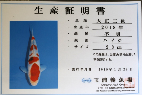 29-大正三色(玉浦產)-35cm-公-2018產-6000起標-(2019聯拍-詠興)-02.jpg