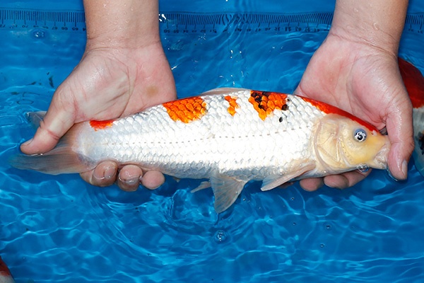 29-大正三色(玉浦產)-35cm-公-2018產-6000起標-(2019聯拍-詠興)-03.jpg