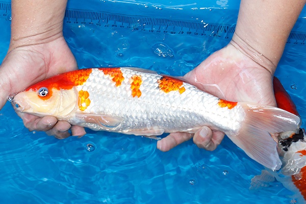 29-大正三色(玉浦產)-35cm-公-2018產-6000起標-(2019聯拍-詠興)-04.jpg