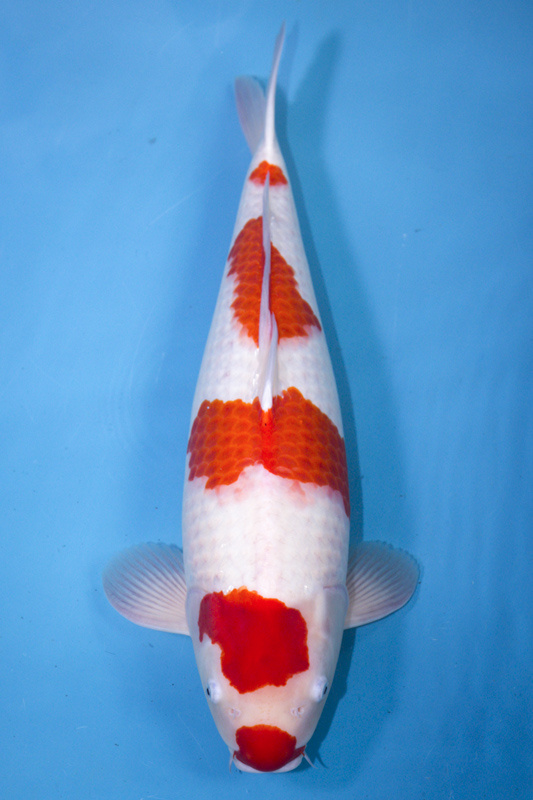 17-紅白(日本-大日產)-64cm-母-2017年產-10000起標-(2019年終回饋祭-鴻國)-1.jpg.jpg