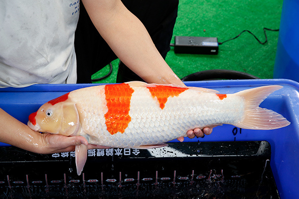 17-紅白(日本-大日產)-64cm-母-2017年產-10000起標-(2019年終回饋祭-鴻國)-3.jpg.jpg
