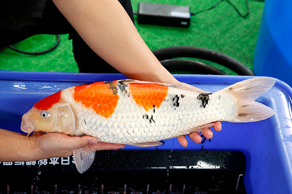 18-大正三色(日本-阪井產)-54cm-母-2018年產-5000起標-(2019年終回饋祭-鴻國)-3.jpg.jpg