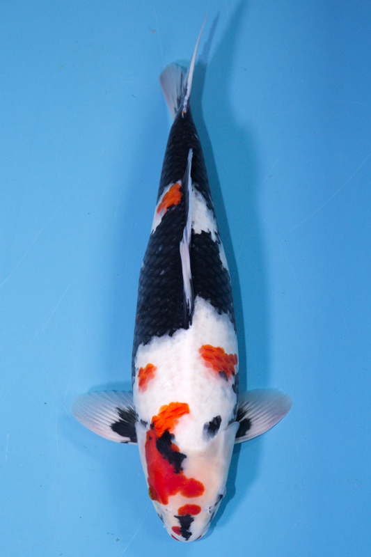 04-昭和三色(日本-伊佐產)-50cm-母-2018年產-5000起標-(2019年終回饋祭-鴻國)-1.jpg.jpg
