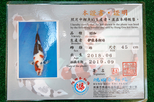 04-昭和三色(日本-伊佐產)-50cm-母-2018年產-5000起標-(2019年終回饋祭-鴻國)-2.jpg.jpg