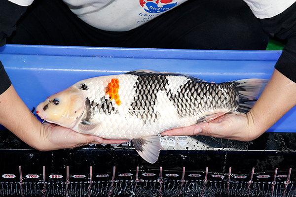 04-昭和三色(日本-伊佐產)-50cm-母-2018年產-5000起標-(2019年終回饋祭-鴻國)-4.jpg.jpg
