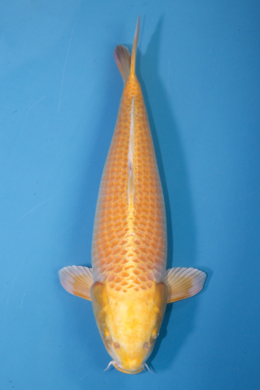 30-黃金-60cm-母-2018年產-2000起標-(2019年終回饋祭-鴻國)-1.jpg