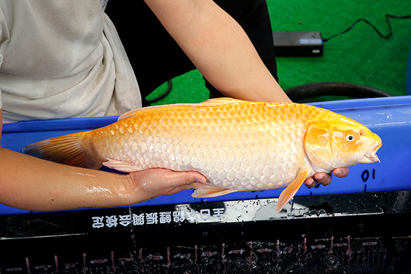 30-黃金-60cm-母-2018年產-2000起標-(2019年終回饋祭-鴻國)-2.jpg