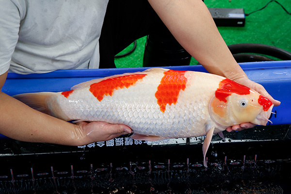 17-紅白(日本-大日產)-64cm-母-2017年產-10000起標-(2019年終回饋祭-鴻國)-2.jpg.jpg