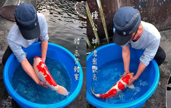 種公-1.jpg