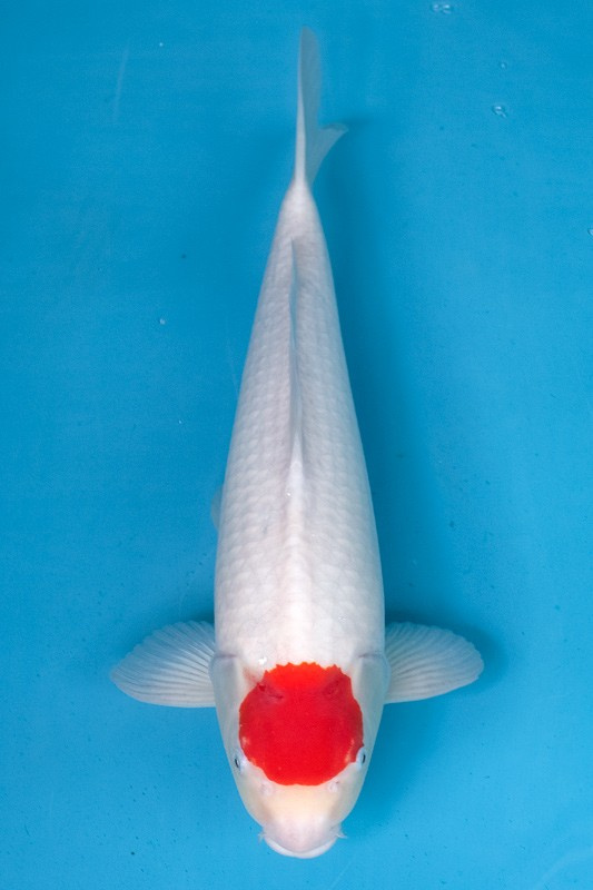 03-丹頂-45cm-不明-2019年產-3000起標-(超越最终回--2020元大拍賣會)-1.jpg