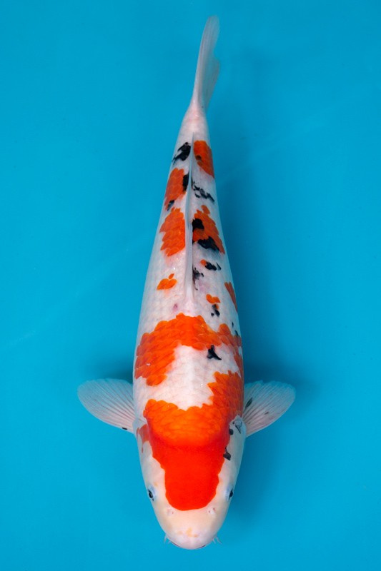 09-大正三色-45cm-母-2019年產-3000起標-(超越最终回--2020元大拍賣會)-1.jpg.jpg