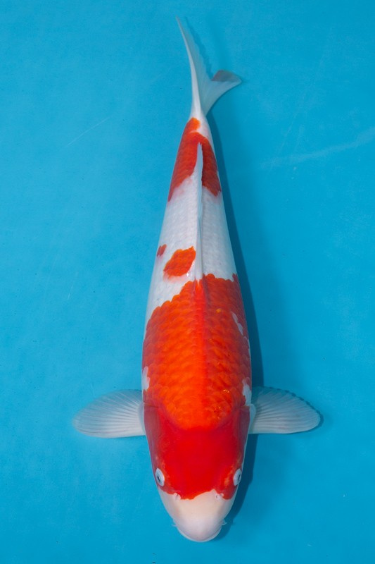 24-紅白-47cm-不明-2019年產-3000起標-(超越最终回-2020元大拍賣會)-1.jpg