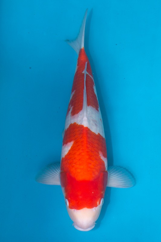 30-紅白-42cm-不明-2019年產-3000起標-(超越最终回-2020元大拍賣會)-1.jpg
