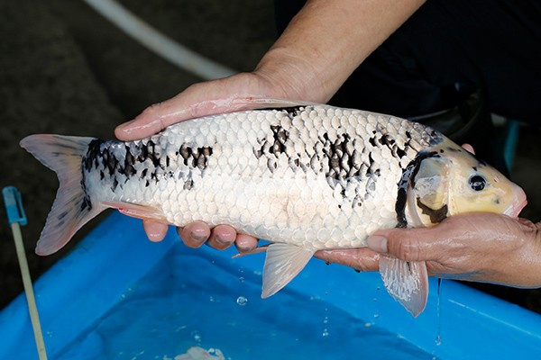 13-白寫-44cm-母-2019年產-3000起標-(超越最终回--2020元大拍賣...