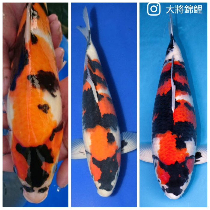 昭和的變化2