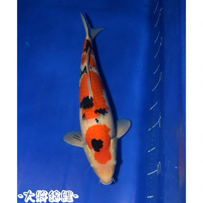 大正7