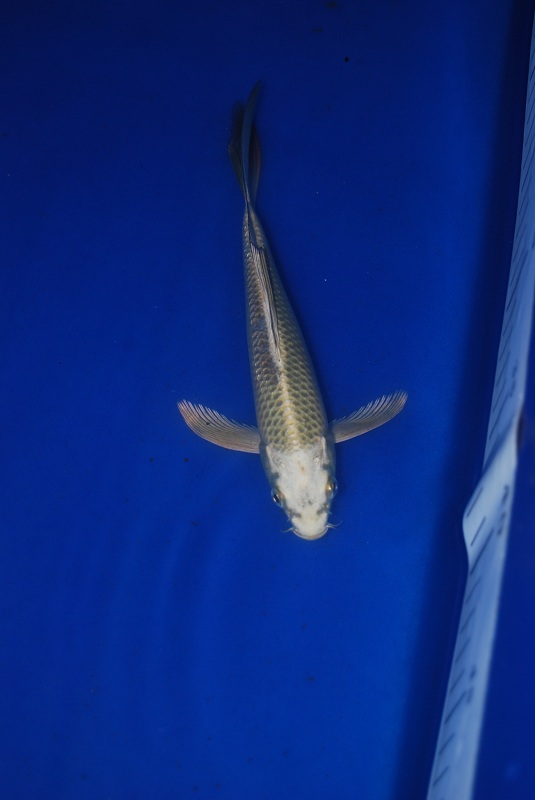 2012-11-04 130.JPG