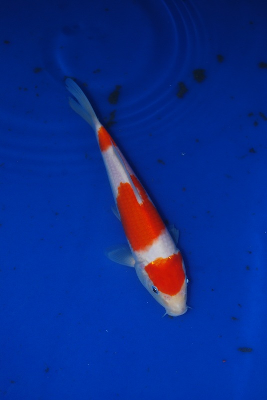 2012-11-04 095.JPG