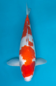 16-紅白-48cm-不明-2019年產-2000起標-(超越最终回--2020元大拍...