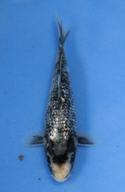 65(國際錦鯉養殖場)-銀鱗松川化(日本-詰養鯉場產)-17cm-不明...