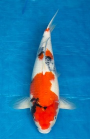 25-昭和三色-45cm-母-2016年產-3000起標-(強度p3-2017元大昭和拍...
