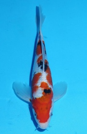 32-龍鳳大正-33cm-母-2015年產-(2016佳河錦鯉園拍賣會p-...