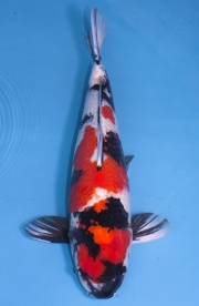 46-昭和-63cm-母-2016產-5000起標-(2019聯拍-江語)-01