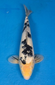 35-別光-35cm-不明