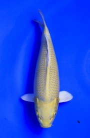 40) 元大錦鯉園  - 黃金(娃娃臉) 38cm