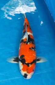 21-昭和三色-49cm-母-2016年產-5000起標-(強度p3-2017元大昭和拍...