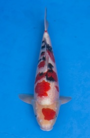 45-大正三色-47cm-公-2015年產-(2016江語鯉苑首場拍賣會)