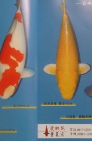 推廣錦鯉，送雜誌！ (每人一本，共有5本，請留言！)