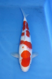 22) 愛鯉家銘鯉苑  - 紅白 35cm